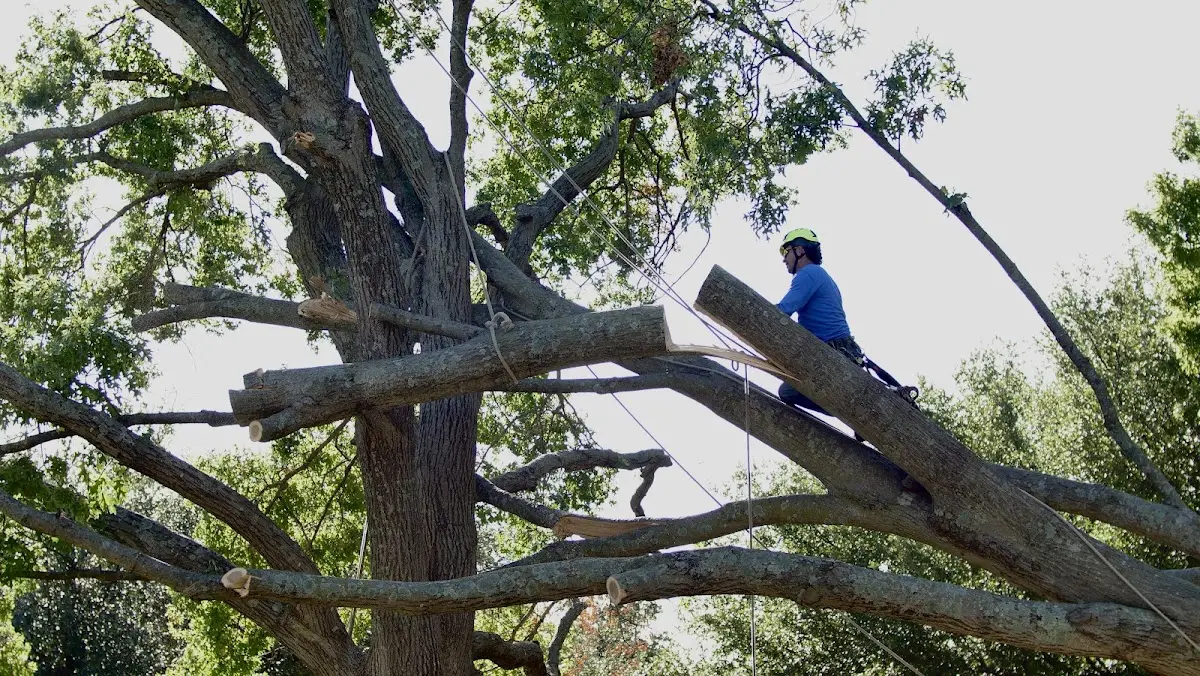 Professional Crown Thinning performed by certified arborists in Phelps